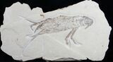 Huge Cretaceous Lobster Fossil - #8934-1